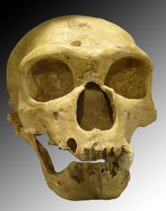"Homo sapiens neanderthalensis" by Luna04 - Own work. Licensed under Creative Commons Attribution 2.5 via Wikimedia Commons - http://commons.wikimedia.org/wiki/File:Homo_sapiens_neanderthalensis.jpg#mediaviewer/File:Homo_sapiens_neanderthalensis.jpg